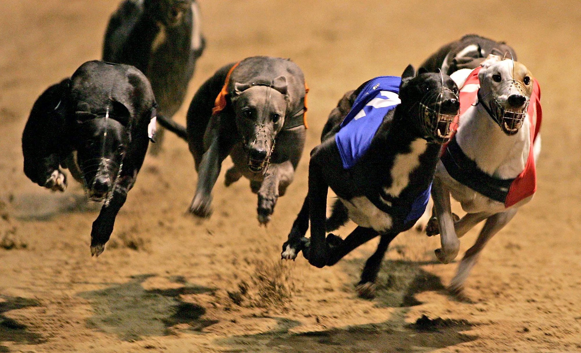 greyhound betting